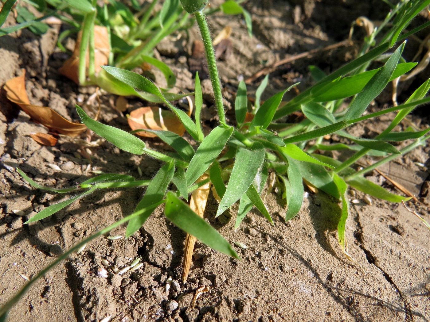 Image of Eriochloa succincta specimen.