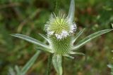 Dipsacus laciniatus