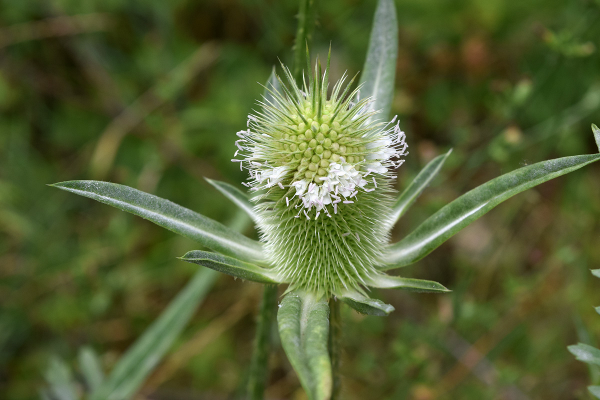 Изображение особи Dipsacus laciniatus.