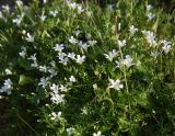 Minuartia imbricata