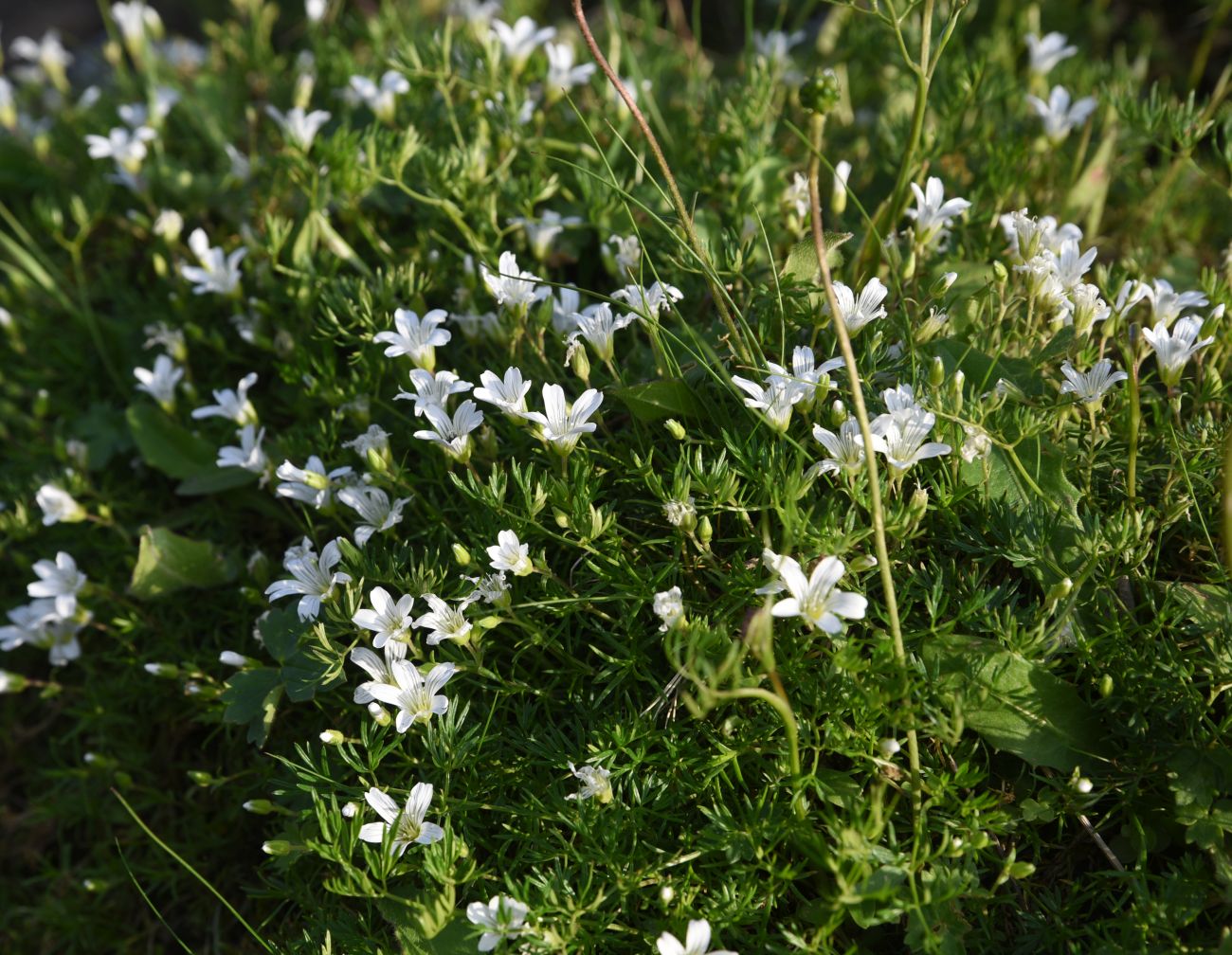 Image of Minuartia imbricata specimen.