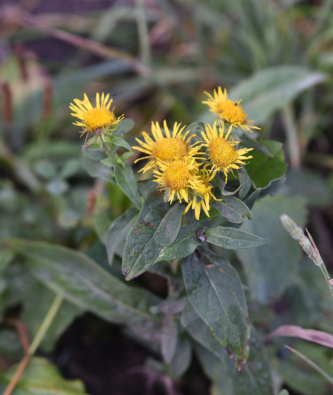 Image of genus Inula specimen.