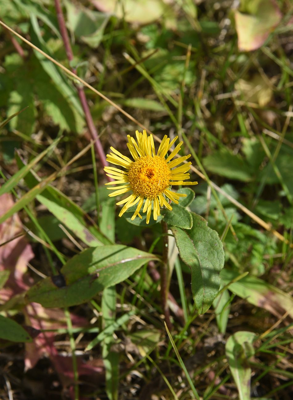 Изображение особи Inula britannica.