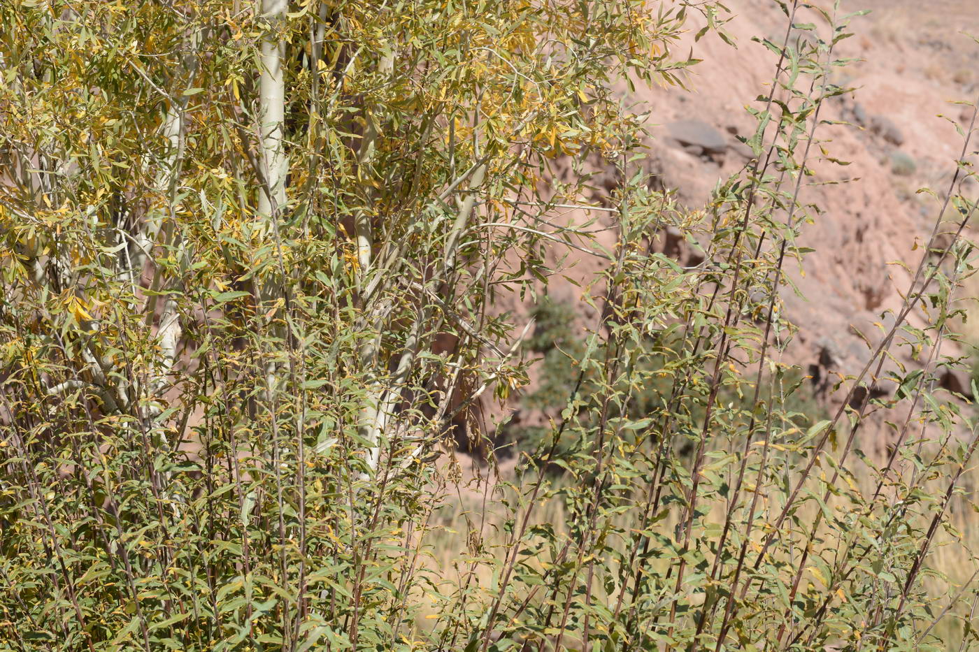 Image of genus Salix specimen.