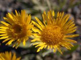 Inula oculus-christi. Соцветия-корзинки с повреждёнными листьями обёртки. Крым, Южный Берег, окр. пос. Новый Свет, слабо задернованный луг возле экотропы к можжевеловой роще. 07.06.2024.