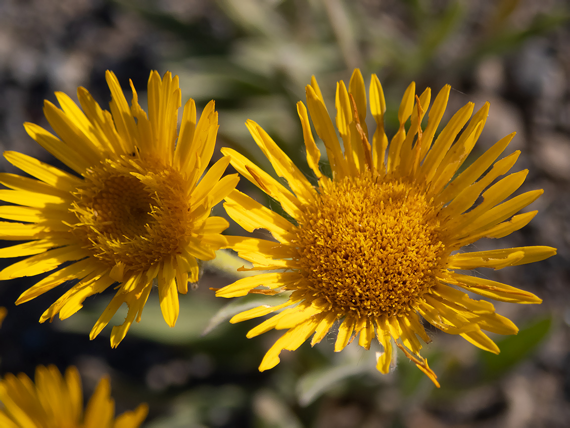 Изображение особи Inula oculus-christi.