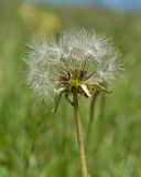 Taraxacum stenocephalum. Верхушка побега с соплодием. Кабардино-Балкария, Черекский р-н, ЮВ склон горы Агачбаши, ≈ 2400 м н.у.м., альпийский луг. 30.07.2024.