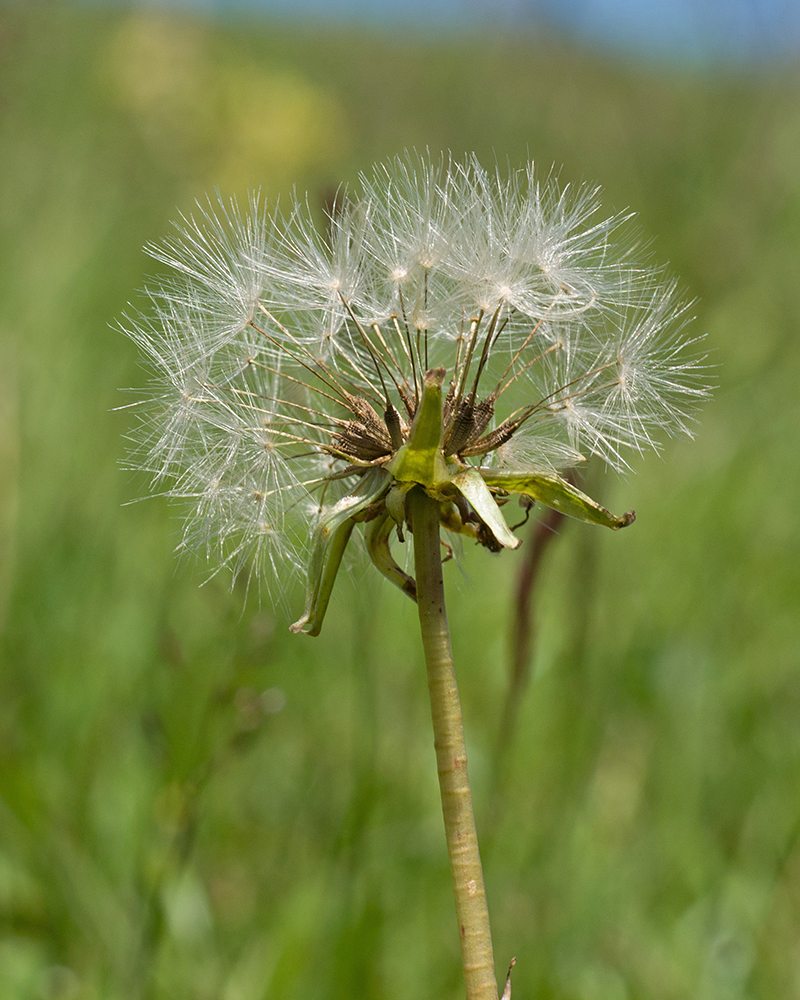 Изображение особи Taraxacum stenocephalum.