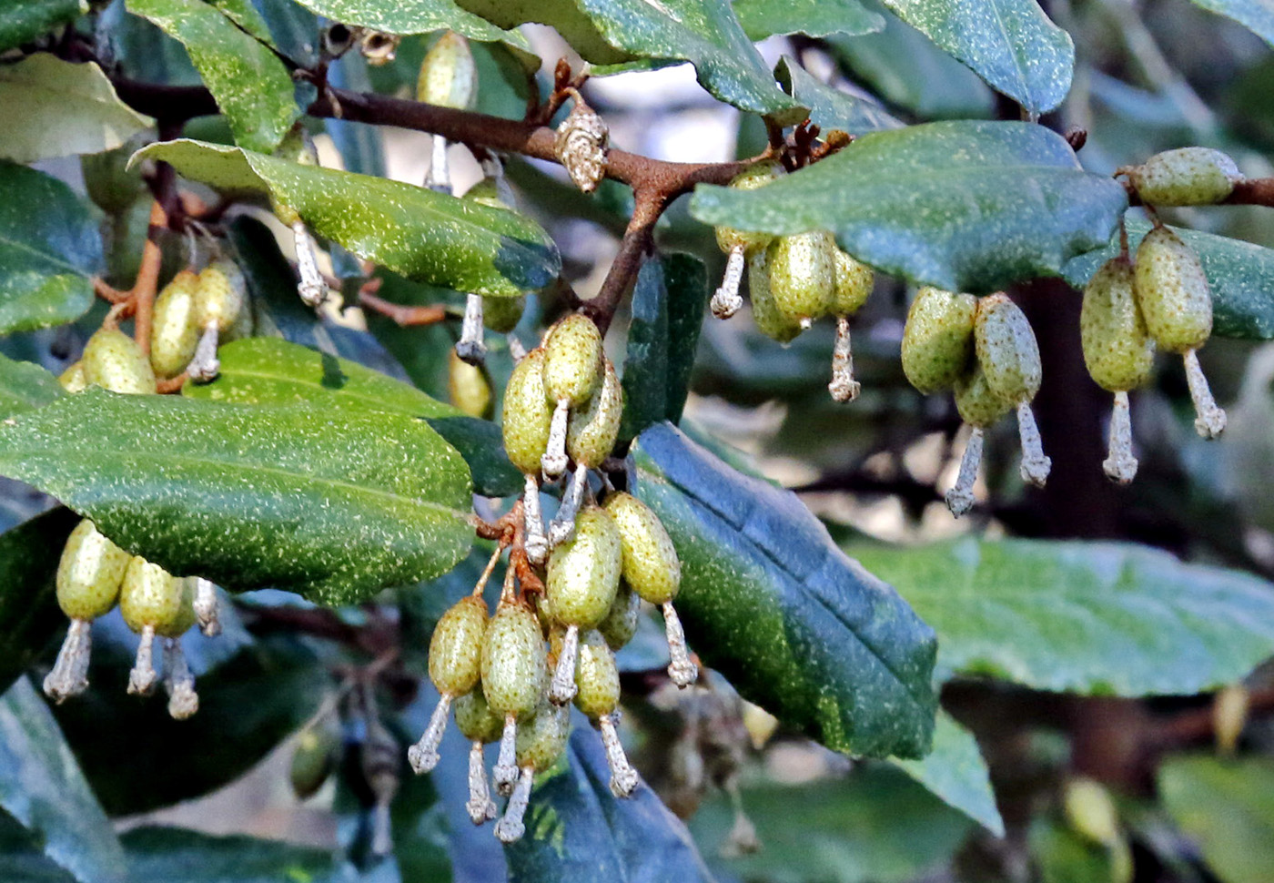 Image of Elaeagnus pungens specimen.