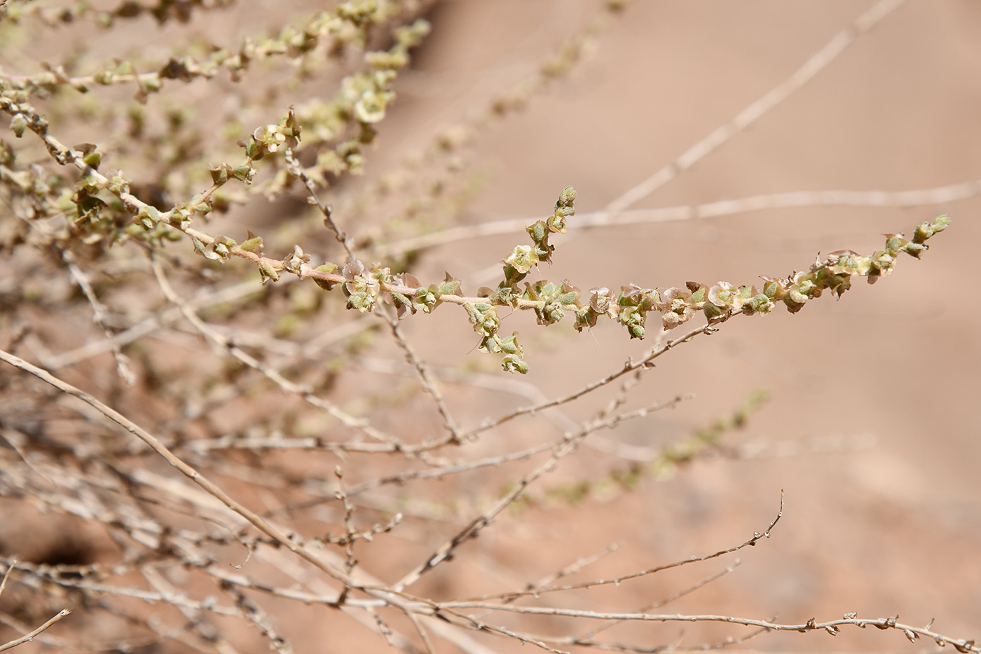 Image of familia Chenopodiaceae specimen.