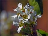 View full-size image Amelanchier spicata
