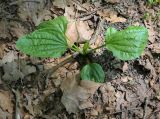 View full-size image Plantago major