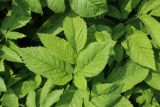 View full-size image Chaerophyllum aromaticum