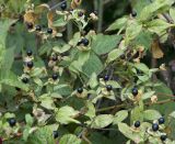 View full-size image Cucubalus baccifer