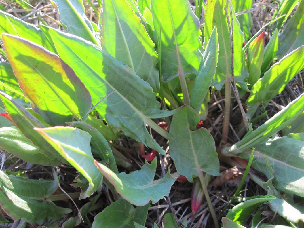 Image of Rumex thyrsiflorus specimen.