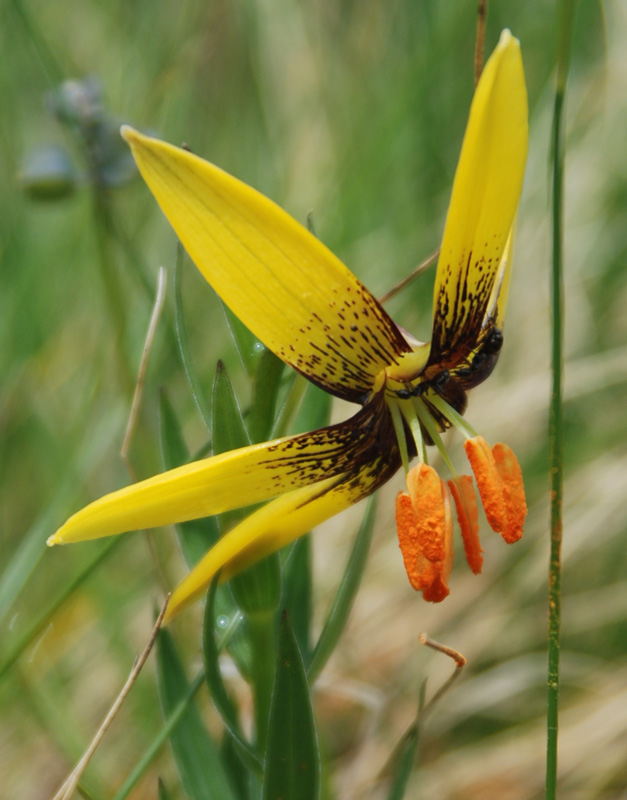 Image of Lilium bosniacum specimen.