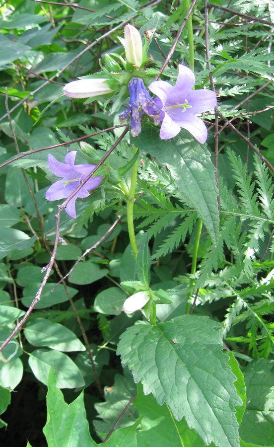 Image of Campanula trachelium specimen.