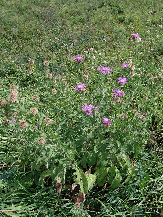 Image of Centaurea abnormis specimen.