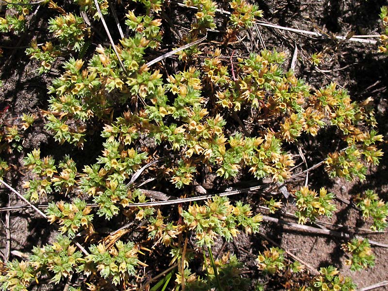 Изображение особи Scleranthus annuus.