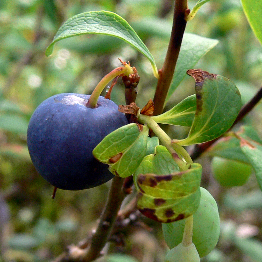 Image of Vaccinium uliginosum specimen.