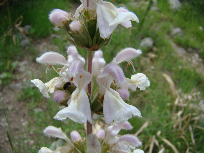 Image of Phlomoides kurpsaica specimen.