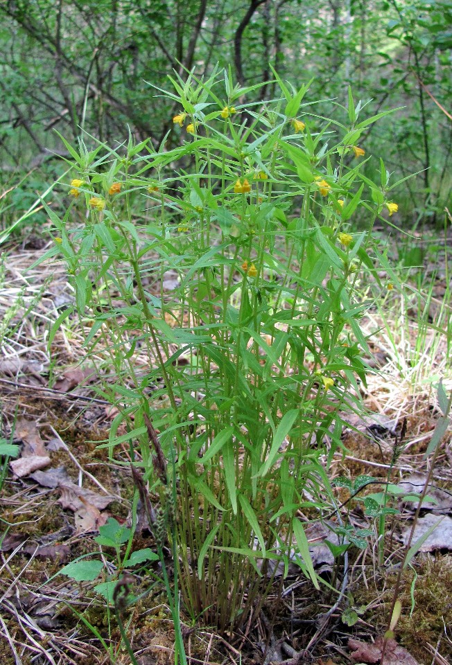 Image of Melampyrum sylvaticum specimen.