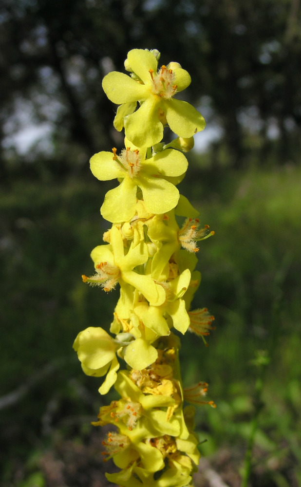 Image of Verbascum lychnitis specimen.