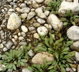 Paracaryum turcomanicum. Плодоносящее растение. Копетдаг, Чули. Май 2011 г.