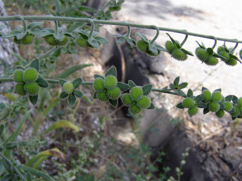 Image of Cynoglossum creticum specimen.