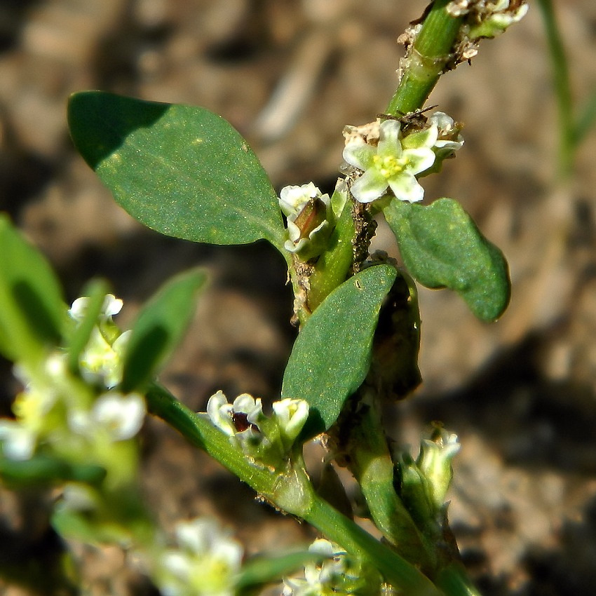 Изображение особи Polygonum arenastrum.