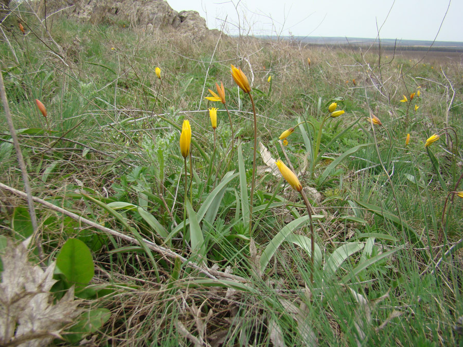 Image of Tulipa biebersteiniana specimen.