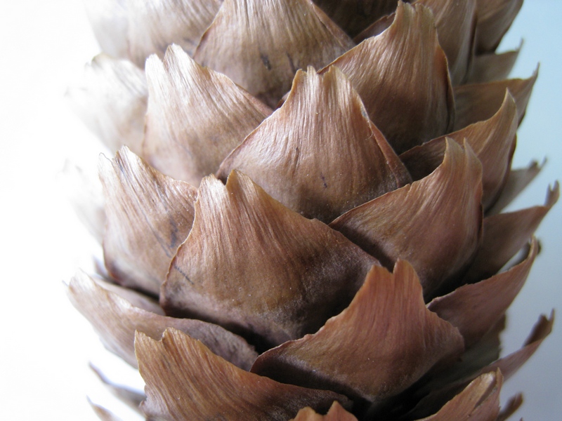 Image of Picea abies specimen.