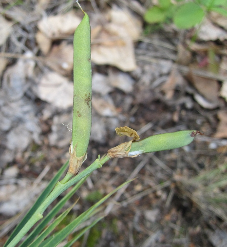 Изображение особи Lathyrus multijugus.