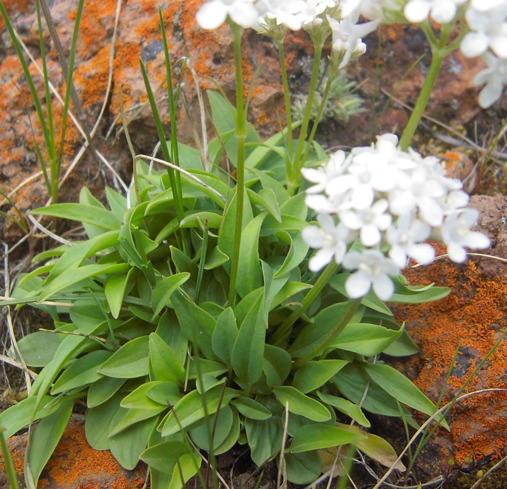 Image of Valeriana jelenevskyi specimen.