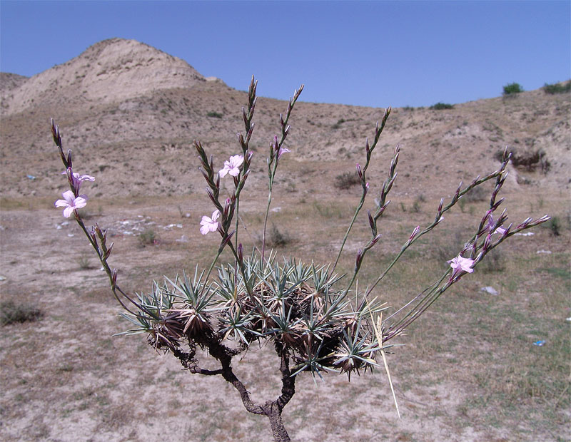 Image of Acantholimon lepturoides specimen.