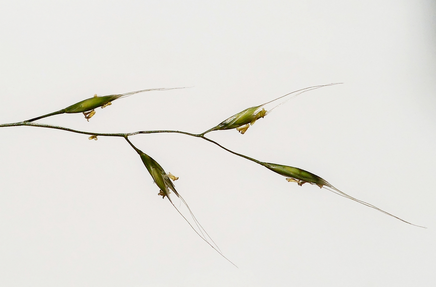 Image of Festuca gigantea specimen.