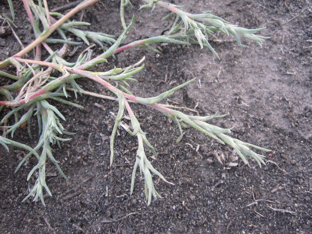 Изображение особи Petrosimonia triandra.
