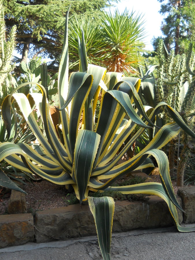 Изображение особи Agave americana var. marginata.