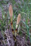 Equisetum telmateia. Спороносные побеги. Крым, Севастополь, м. Фиолент. 11 апреля 2009 г.