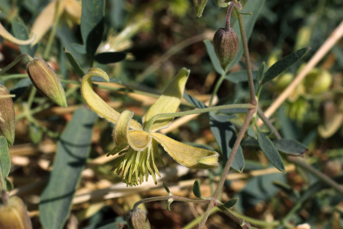 Image of Clematis orientalis specimen.