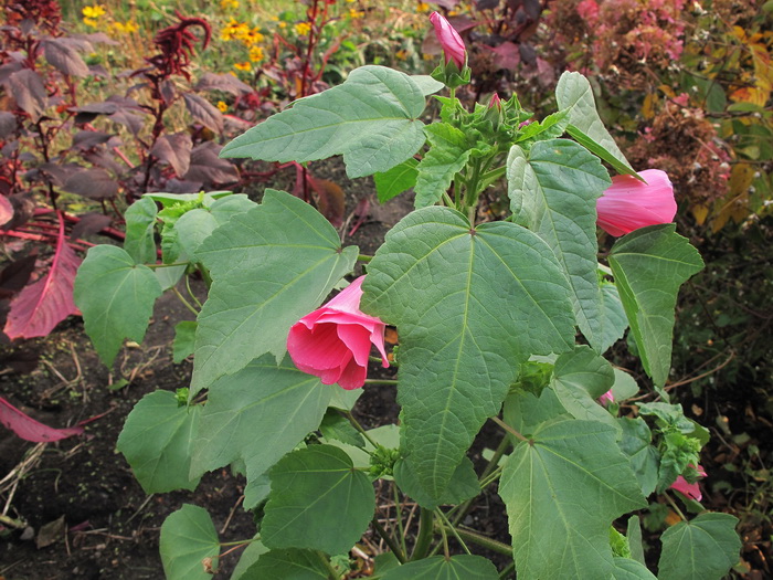 Изображение особи Malva trimestris.