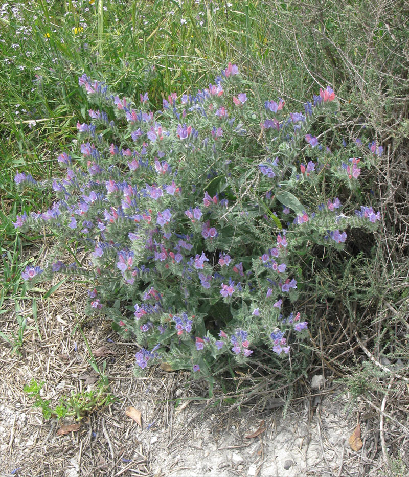 Изображение особи род Echium.