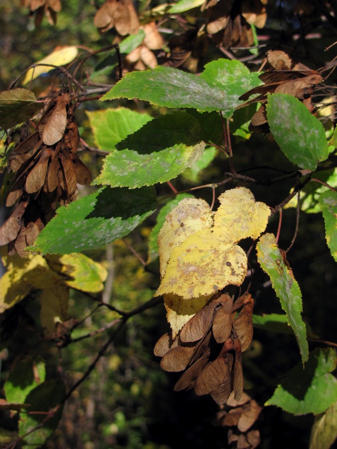 Image of Acer tataricum specimen.