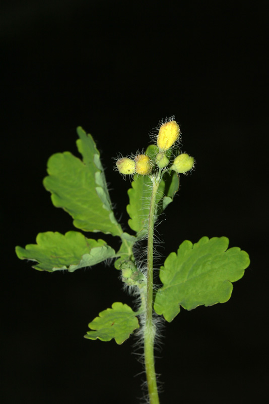 Image of Chelidonium majus specimen.