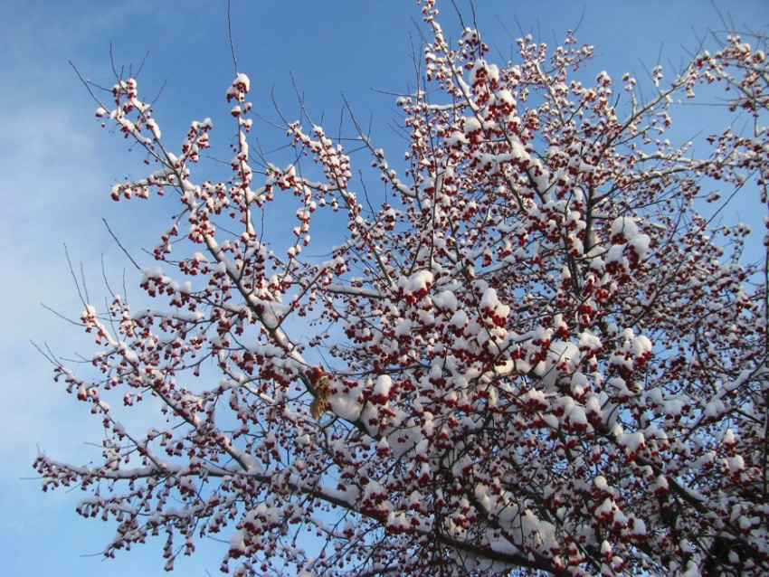 Image of Malus baccata specimen.