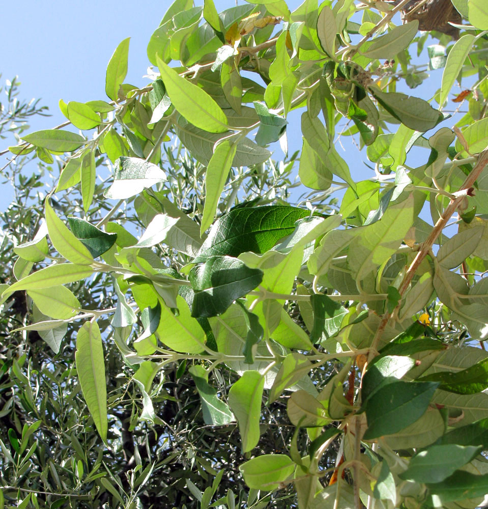 Image of Buddleja madagascariensis specimen.