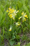 Primula veris