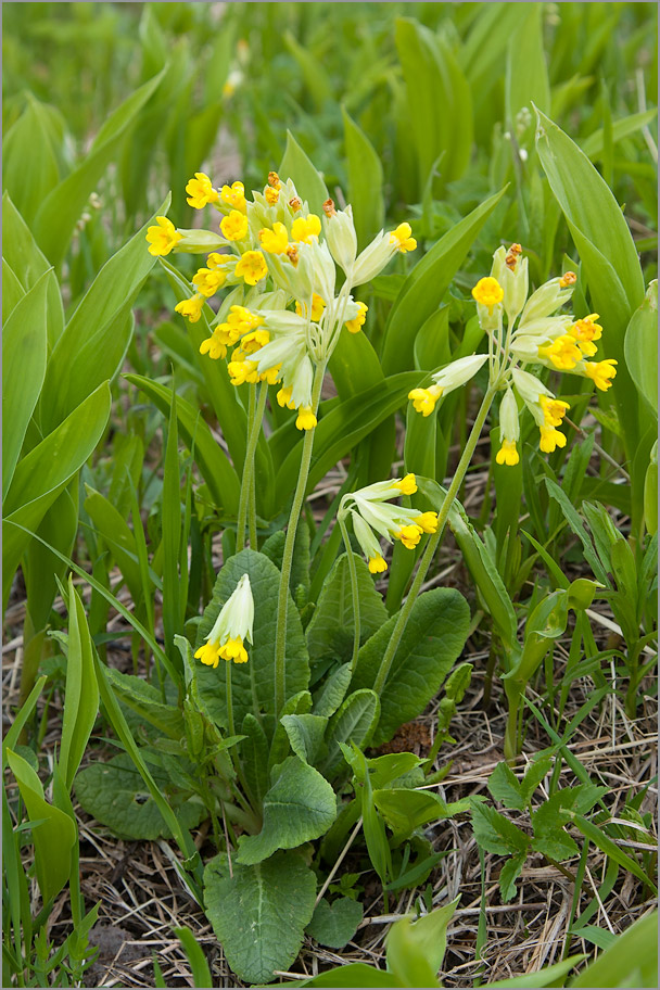 Изображение особи Primula veris.