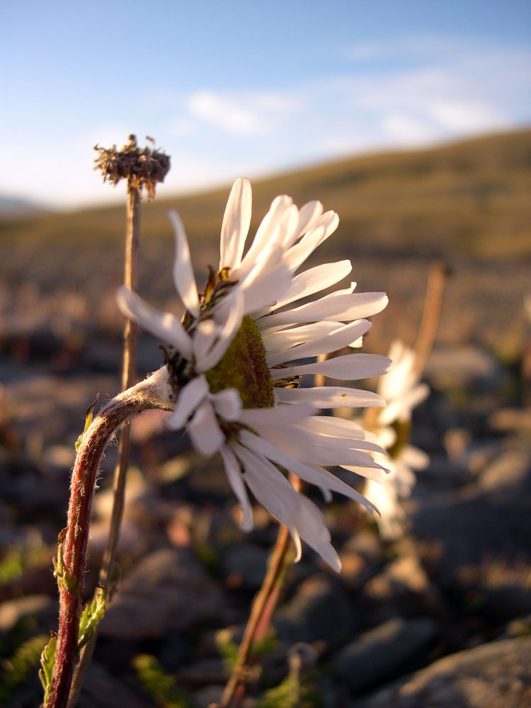 Image of Pyrethrum karelinii specimen.