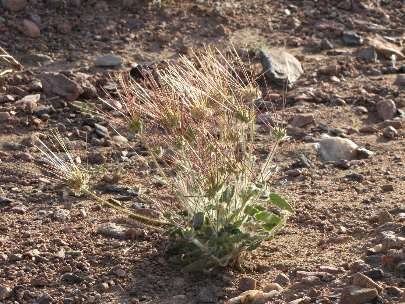 Изображение особи Monsonia heliotropioides.